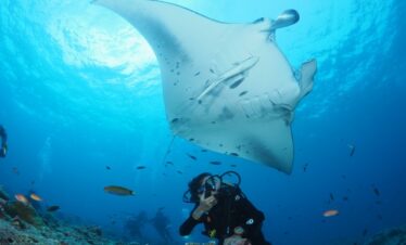 Diver swimming with a giant manta ray at You and Me by Cocoon resort
