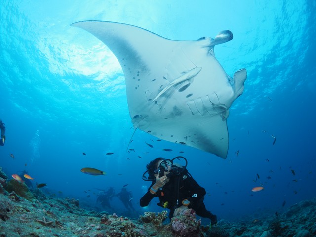 Diver swimming with a giant manta ray at You and Me by Cocoon resort