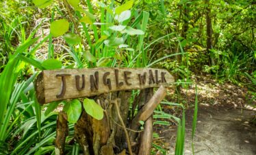 Jungle walk sign amidst lush greenery at Dhigali