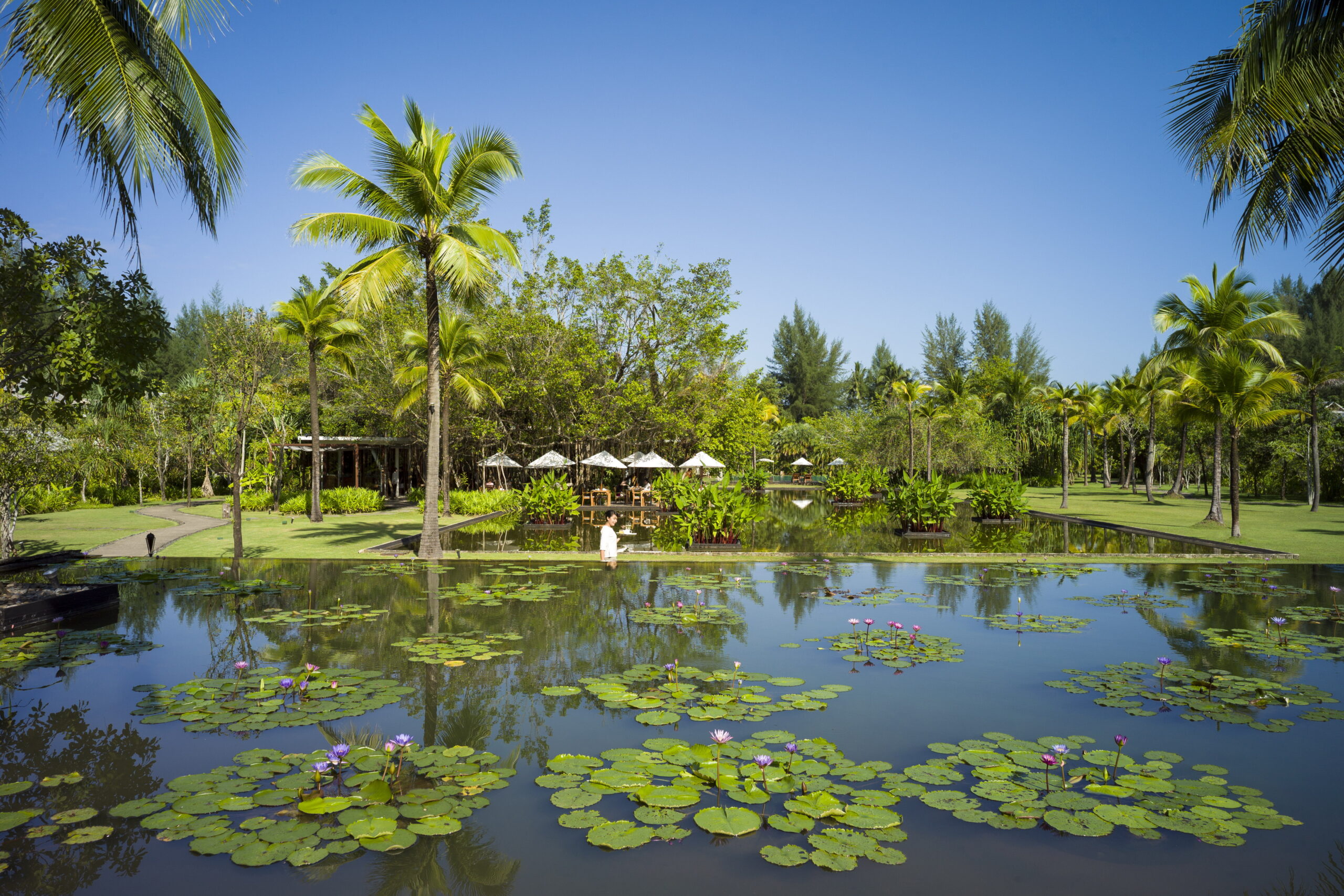 Lily pond with tropical flowers and palm trees at The Sarojin Khao Lak garden area under clear blue sky