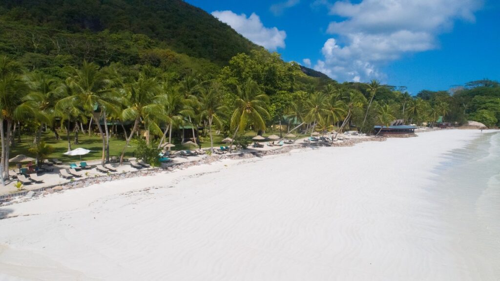 Palm trees lining the pristine white beach at Paradise Sun