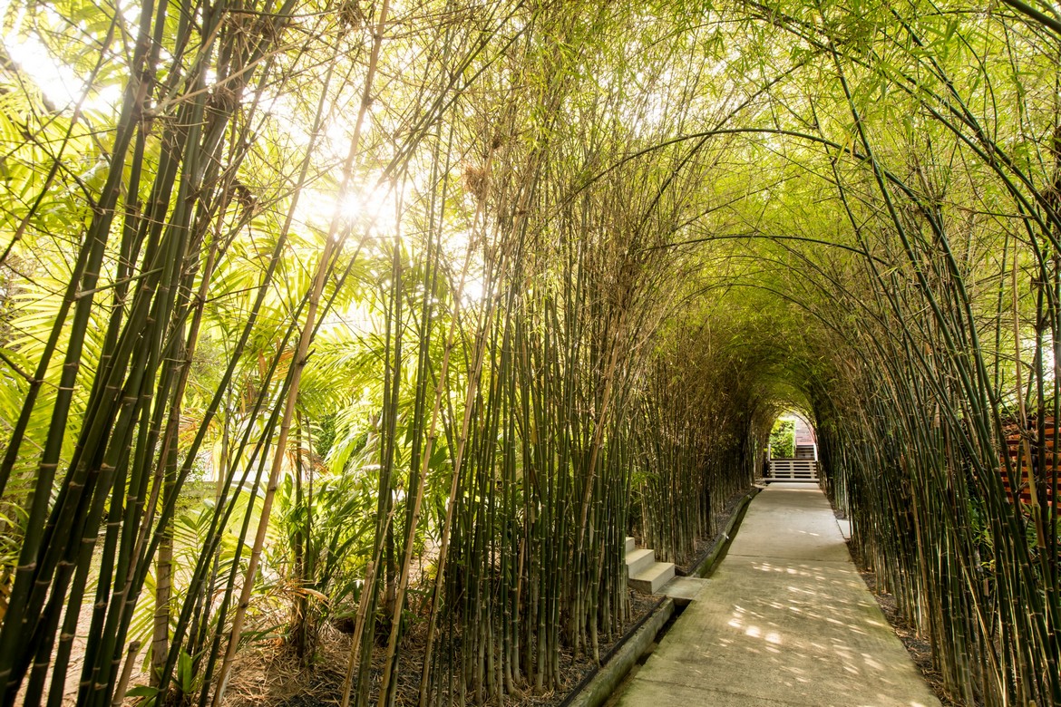 Bamboo tunnel pathway at Saii Koh Samui leading through lush green gardens
