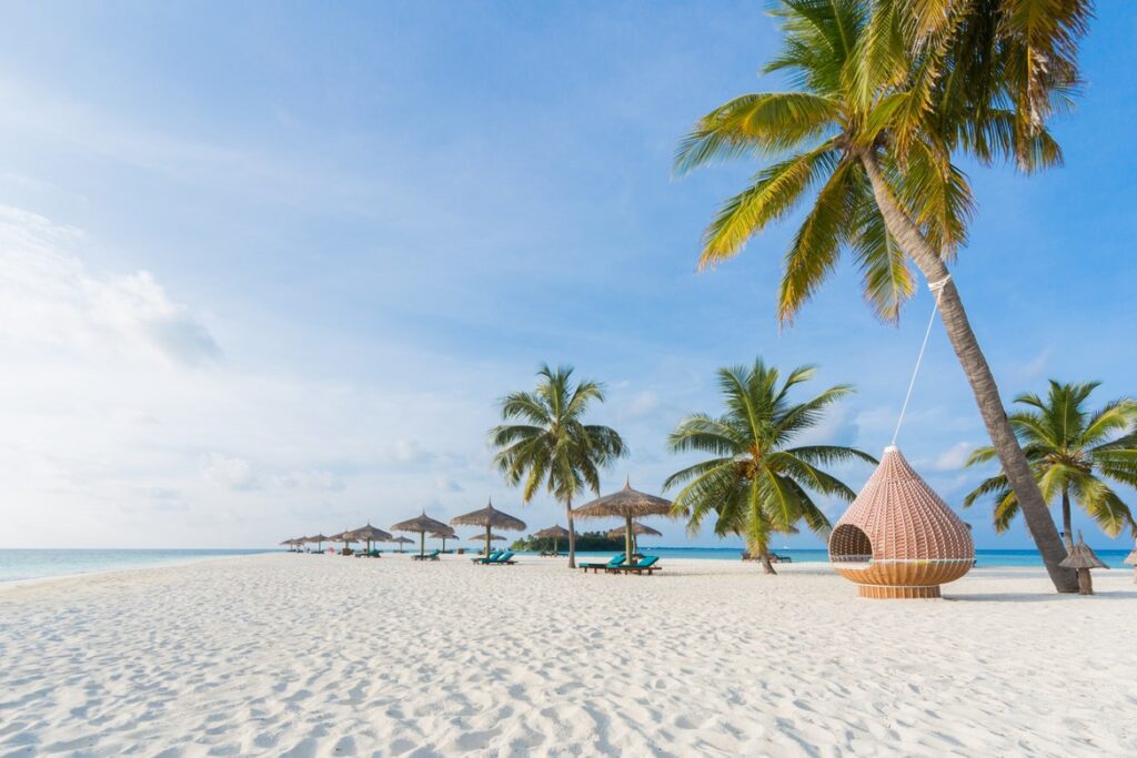 White sand beach with palm trees and loungers at Veligandu