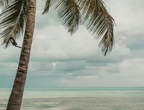 Palm tree view at Matemwe Attitude Zanzibar beach