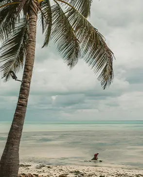 Palm tree view at Matemwe Attitude Zanzibar beach