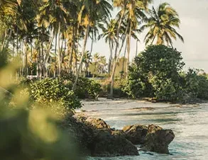 Tropical garden at Matemwe Attitude Zanzibar with palm trees