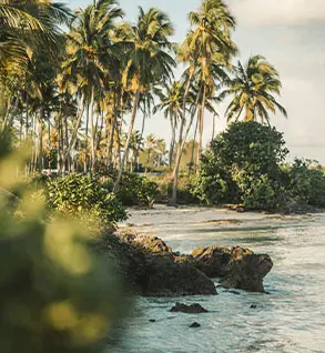 Tropical garden at Matemwe Attitude Zanzibar with palm trees